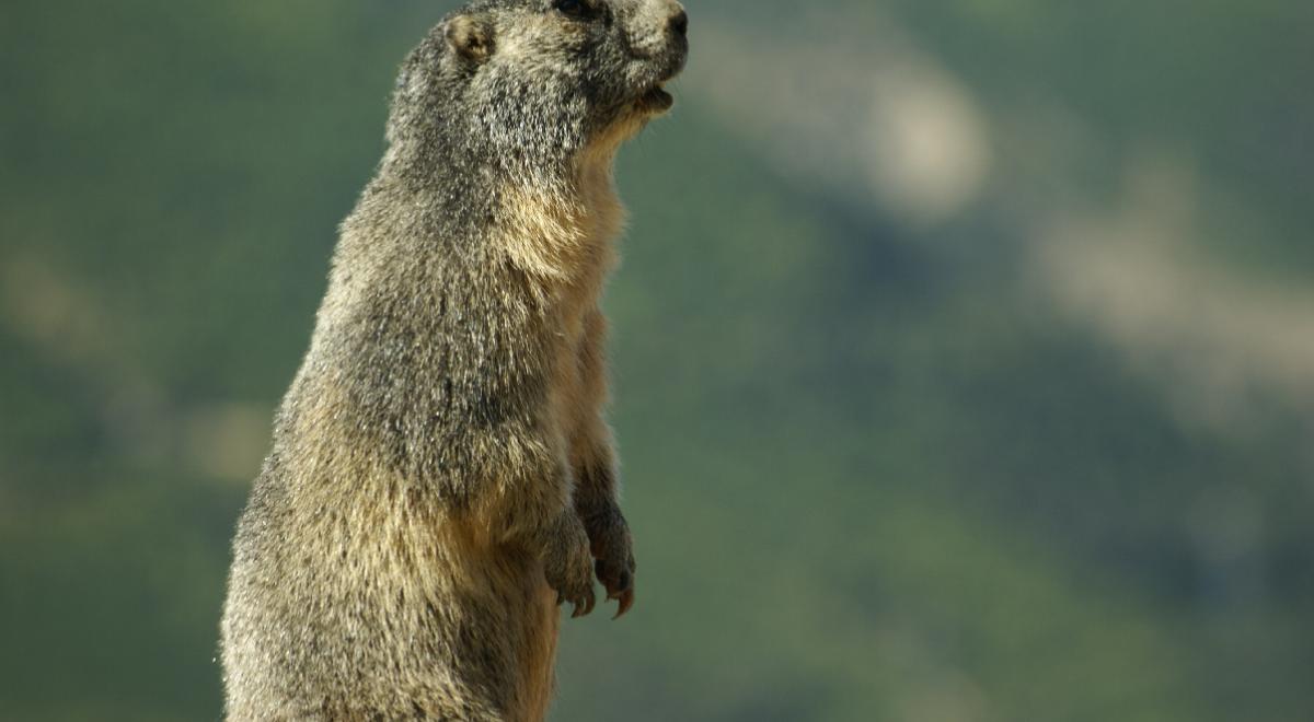 BUREAU MONTAGNE SERRE PONÇON ECRINS - nos randos alpages et marmottes