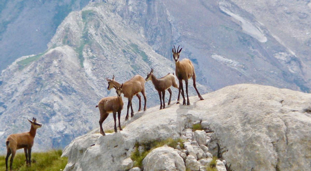 BUREAU MONTAGNE SERRE PONÇON ECRINS - nos randonnées chamois
