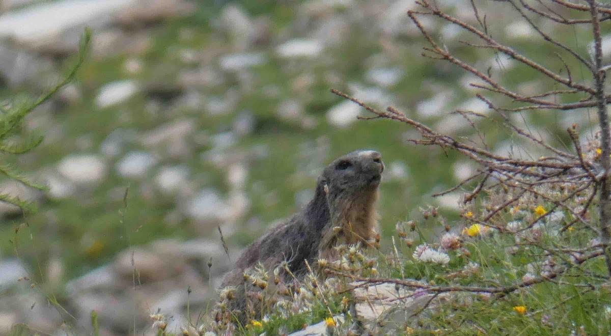 animaux de montagne - marmottes