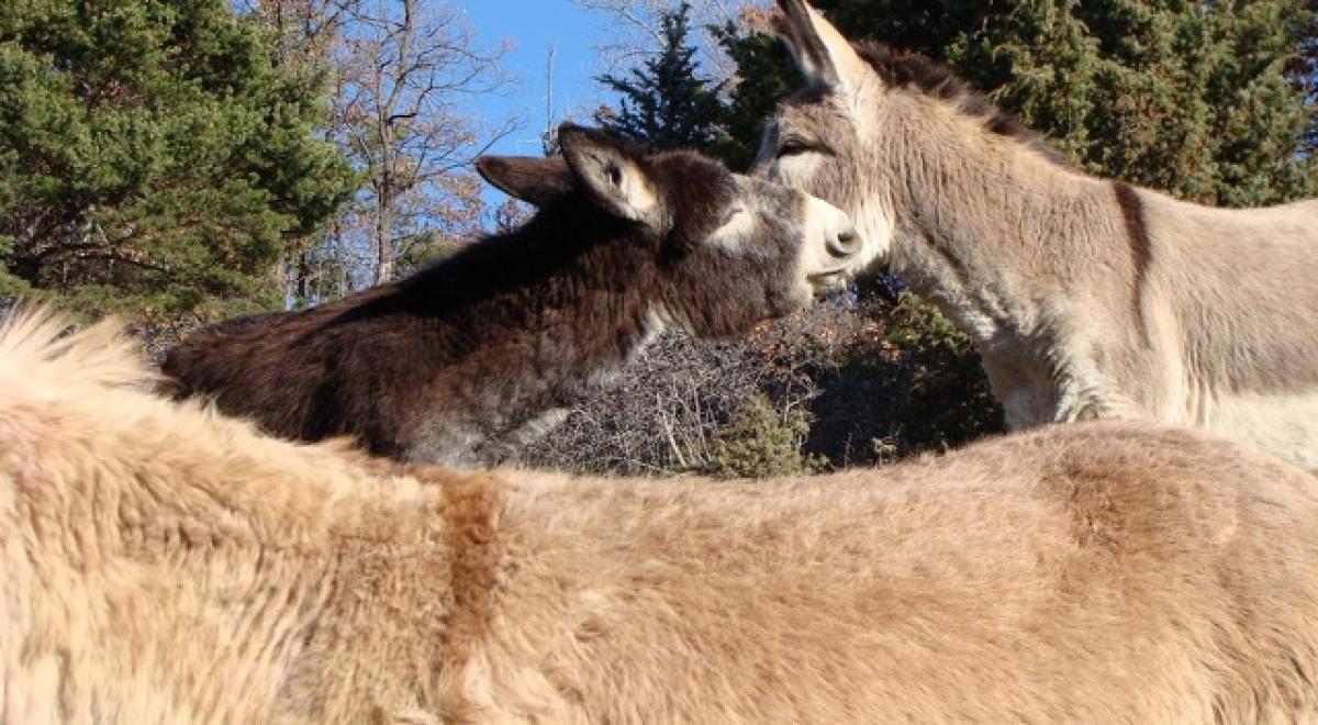 Terre des Ânes - Terre des Ânes