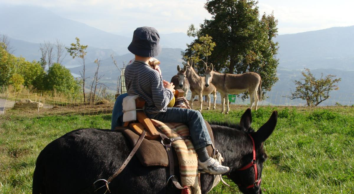 Terre des Anes - Terre des Anes