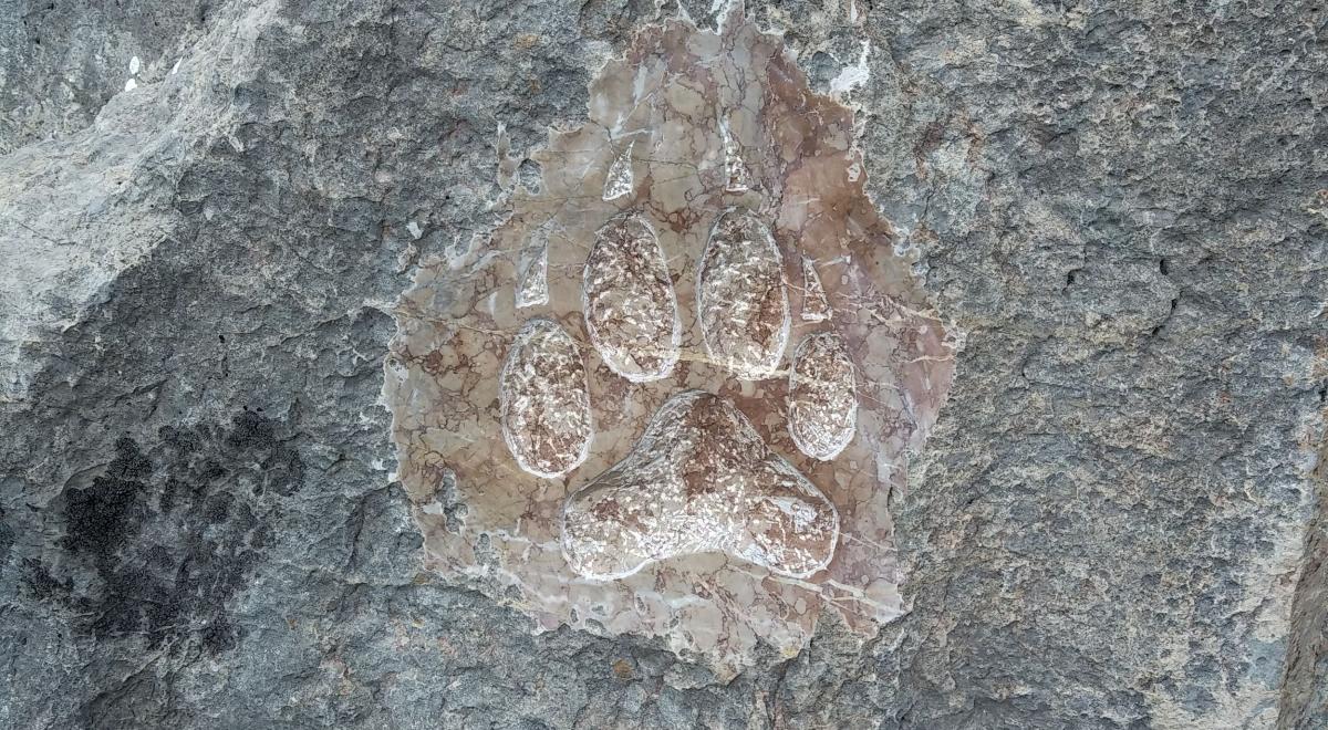 Image - patte de loup