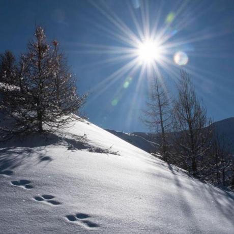 traces dans la neige - traces saut du lièvre