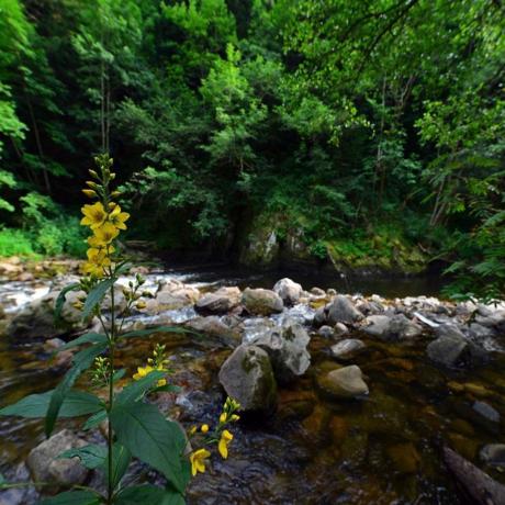 Image - Les Gorges de la Dunière
