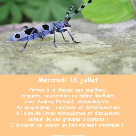 Flyer Animation "Les petites bêtes de la Forêt de Boscodon"