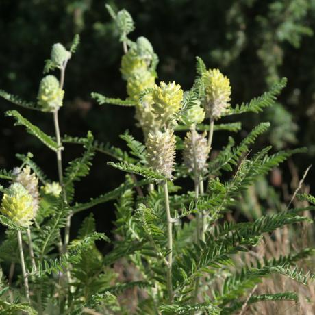 Astragales-Jean-Christophe Gattus ONF