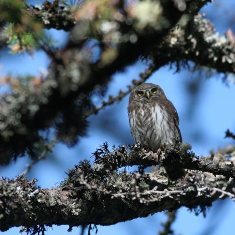 Chevêchette d'Europe - Jean-Chrsitophe Gattus