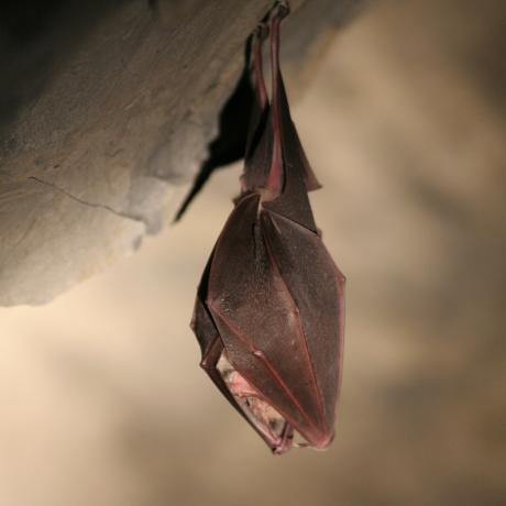 Grand Rhinolophe - Jean-Christophe Gattus