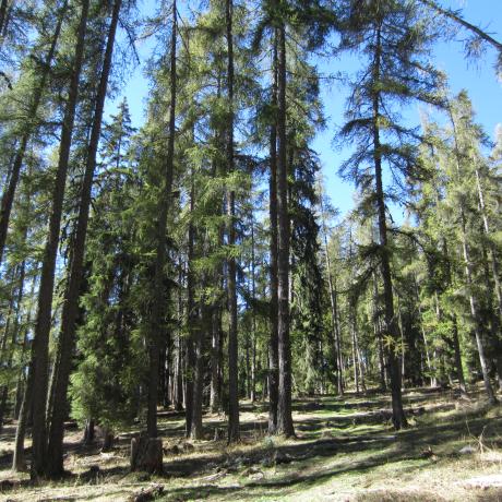 Mélézin - Agnès Vivat