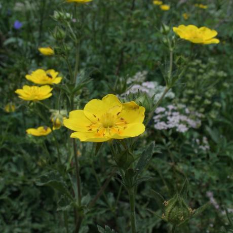 Potentille Dauphiné-Jean-Christophe Gattus