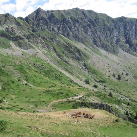 Troupeau bovin en estive - Agnès Vivat