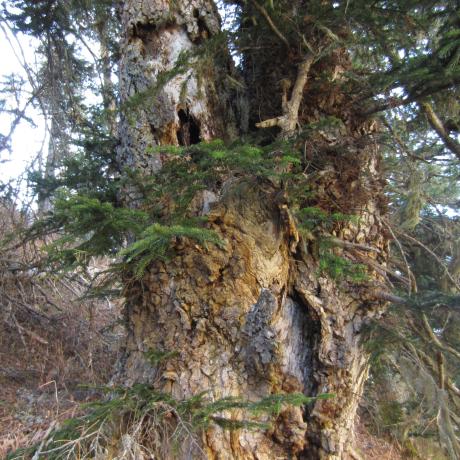 Vieux sapin sénescent en forêt du Sapet - Agnès Vivat