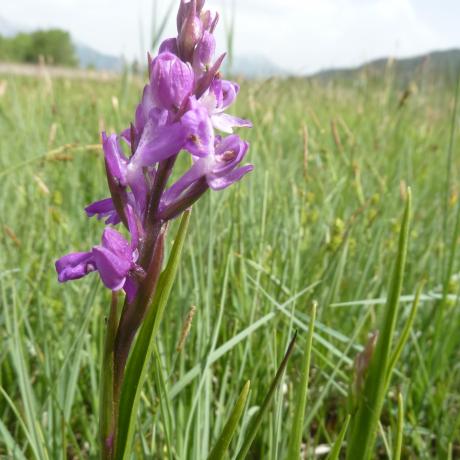 Orchis des marais - Julie Tournadre