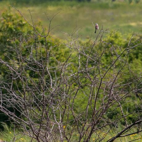 Pie grièche écorcheur - Christian Merentier