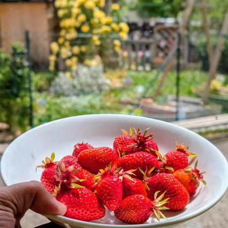 Fraise du jardin