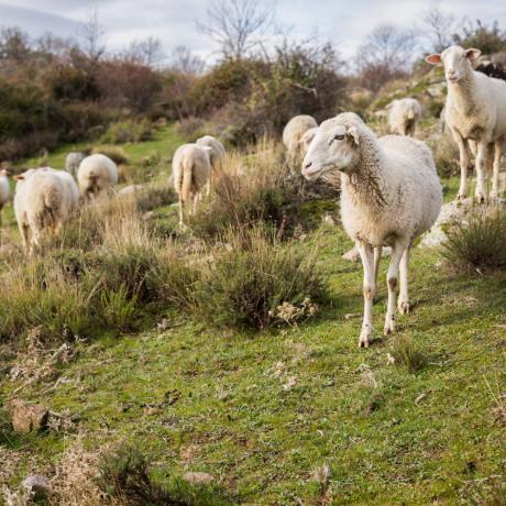 transhumance.