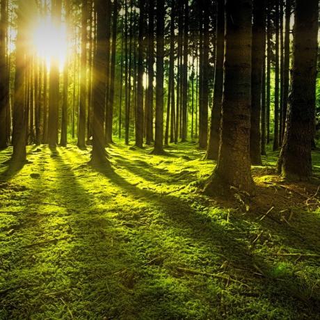 Une forêt avec le soleil éclairant le sous bois