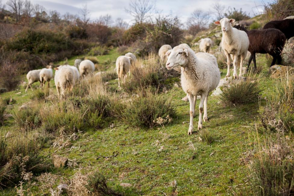 transhumance.