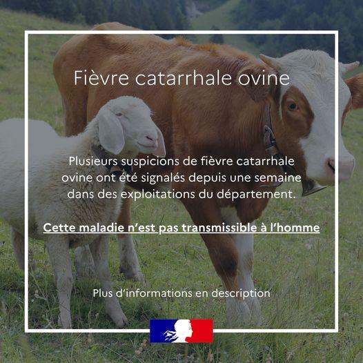 FCO - Fièvre Catarrhale Ovine, information aux maires des Hautes-Alpes