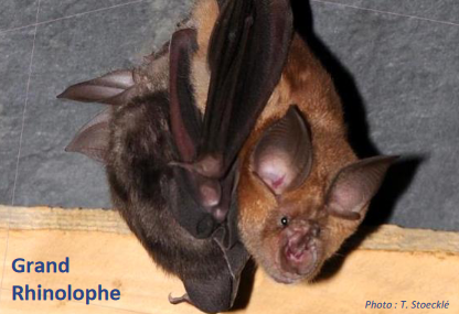 Chiroptères