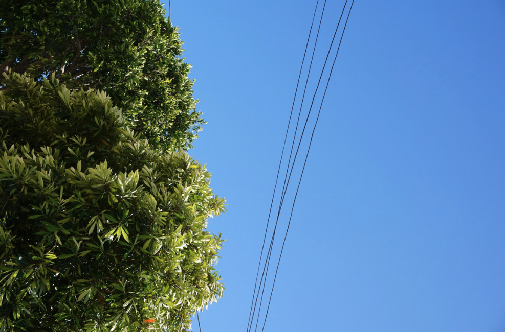 Travaux d'entretien de la végétation nécessaires au bon fonctionnement de(s) ligne(s) à haute tension