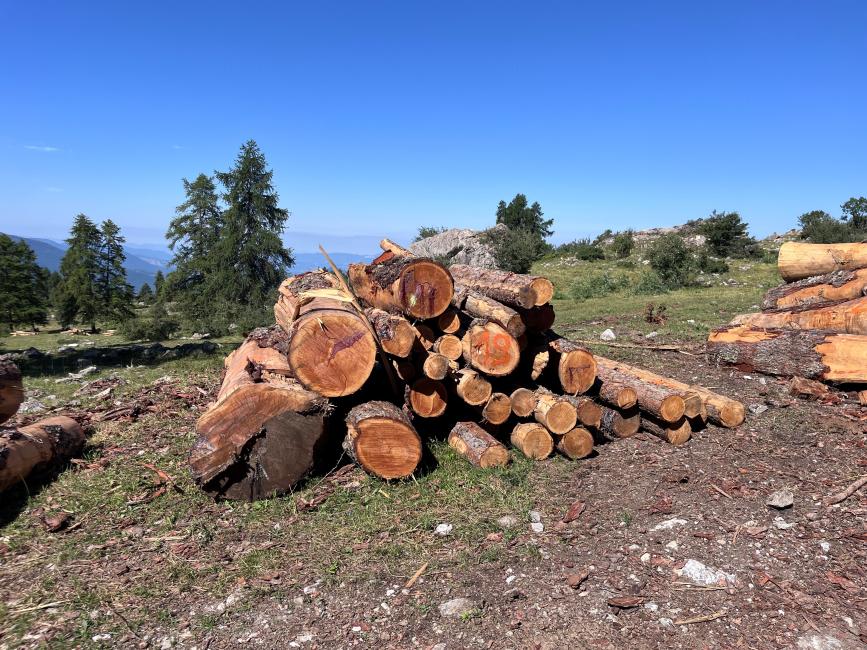 Photo coupe affouage oct.2024