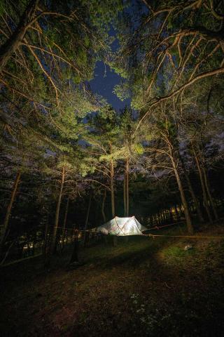 Tente suspendue entre des pins, la nuit, éclairée de l'intérieur